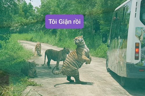 Khoảnh khắc 'tấu hài' vô đối của động vật trong sở thú, ngỡ như đi nhầm rạp xiếc