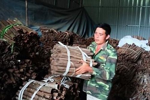 'Vua' quế ở thôn vùng cao Khe Lặc