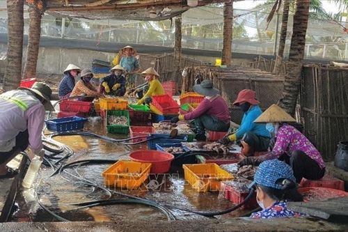 Xử lý nghiêm các cơ sở chế biến mực xà gây ô nhiễm môi trường
