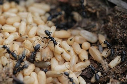 Thứ bé tí khiến nhiều người rùng mình trở thành đặc sản, giá cao vẫn có người mua về ăn