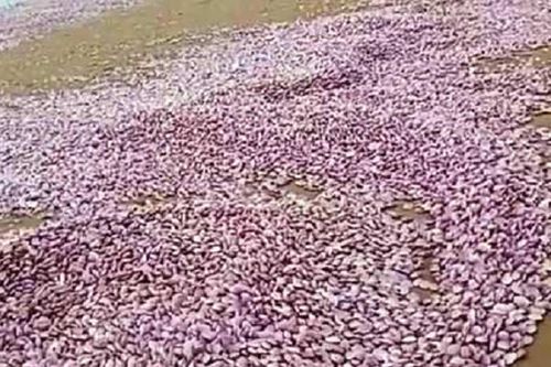 Hàng chục tấn ngao chết la liệt kéo dài 3km trên bờ biển