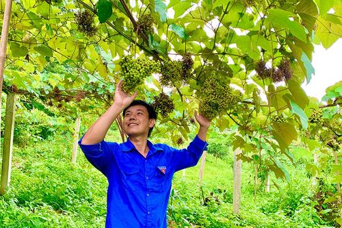 Khởi nghiệp với nho rừng