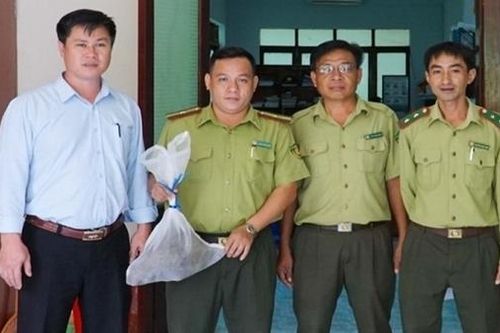 Đi làm vườn bắt được 2 con tê tê, người dân giao nộp kiểm lâm