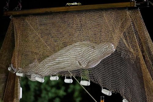 Pháp tiến hành cứu hộ cá voi Beluga đi lạc vào sông Seine