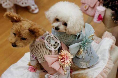 Thiết bị giúp thú cưng tránh nắng nóng mùa hè