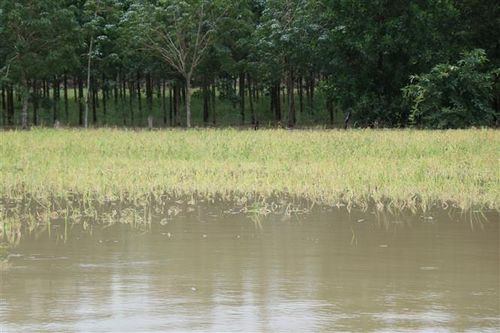 Ngành nông nghiệp Gia Lai bị thiệt hại nặng do mưa lũ
