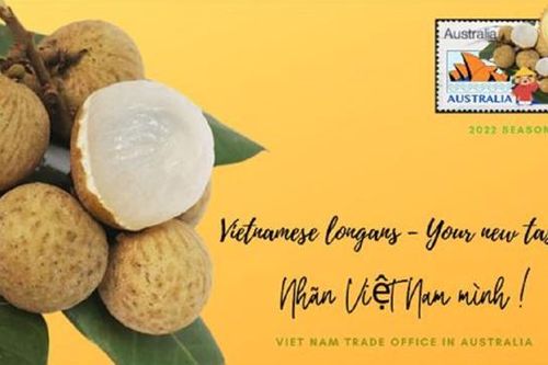 Gần 10 tấn nhãn 'đặt chân' vào thị trường Australia