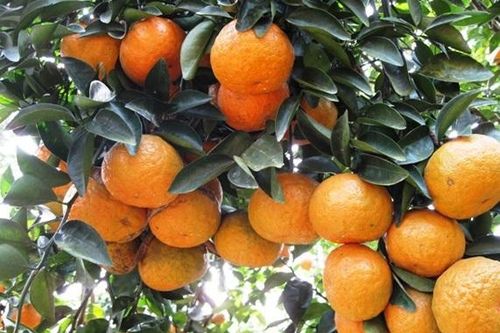 Phân bón Văn Điển: Nâng giá trị trái cam sành Hà - Tuyên