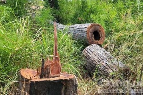 Vụ rừng ở biên giới Gia Lai bị phá: UBND tỉnh chỉ đạo xác minh
