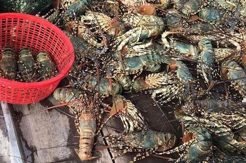 Phú Yên: Hơn 30.000 con tôm hùm và cá chết do ảnh hưởng mưa bão