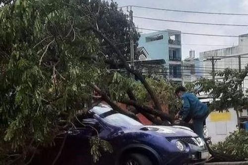 TPHCM: Mưa dông mạnh, cây xanh bật gốc đè trúng 3 xe ô tô