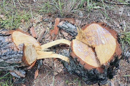 Bắt nhóm đốn hạ hàng trăm cây thông trong rừng phòng hộ ở Đà Lạt