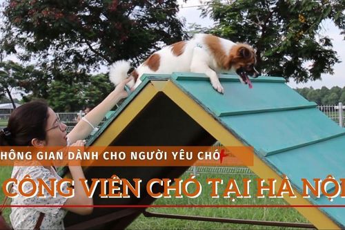 Có gì trong công viên dành cho 'cún cưng' đầu tiên tại Hà Nội?