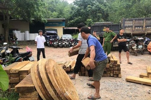 Xử lý nghiêm các hành vi tàng trữ và mua lâm sản trái phép