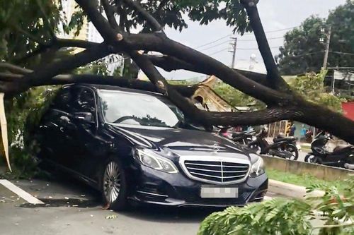 TP Hồ Chí Minh: Mưa lớn kèm dông lốc, nhiều cây xanh bị quật đổ