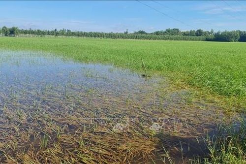 Ảnh hưởng của bão số 2: Gần 1.900 ha sản xuất nông nghiệp bị ngập úng