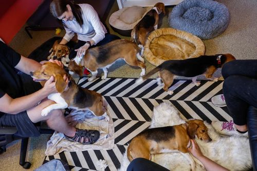 Mỹ: Giải cứu 4000 chú chó được nuôi để thử nghiệm thuốc