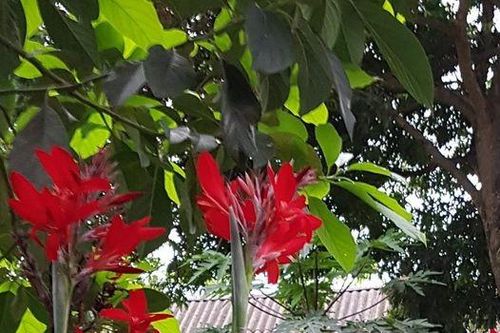 Người cũ