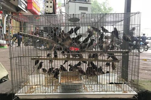 Họa nạn mùa báo hiếu
