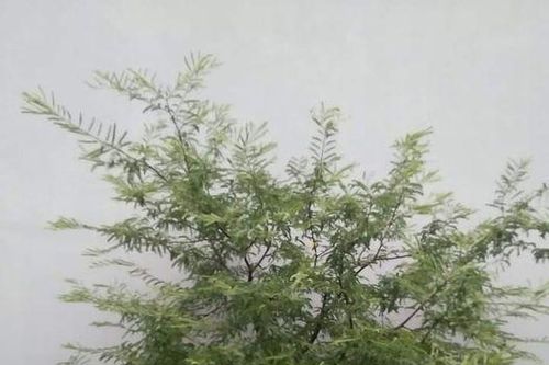 Cây me nhà tôi