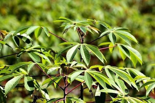 Lá nhà nghèo xưa mọc bờ bụi nay 'đắt như tôm tươi' trên chợ mạng