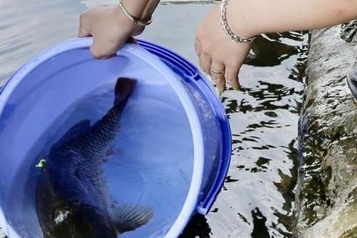 Người dân TPHCM ý thức phóng sinh đúng cách để tránh làm chết cá