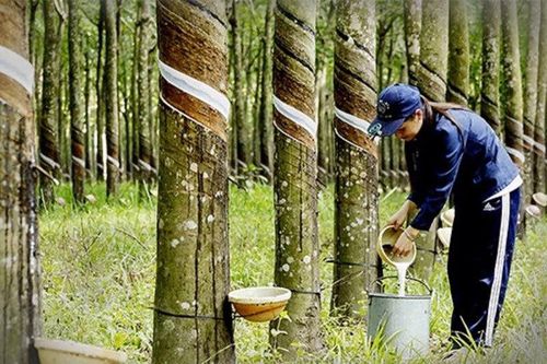 Thái Lan trở thành nước xuất khẩu cao su đứng đầu thế giới