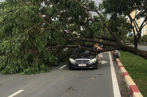 TP.HCM: Hàng loạt cây xanh bị gió quật ngã đè trúng 3 ô tô