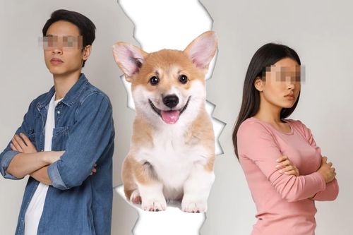 Không màng nhà lầu xe hơi, cặp vợ chồng tranh chấp quyền nuôi chó khi ly hôn