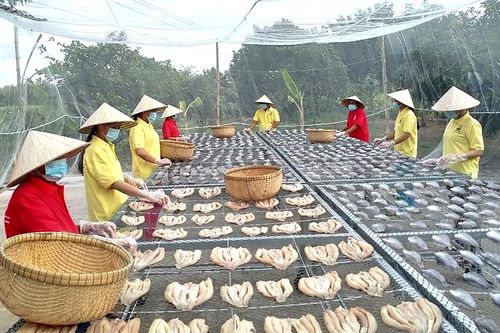 Làng khô thiếu cá nguyên liệu chế biến