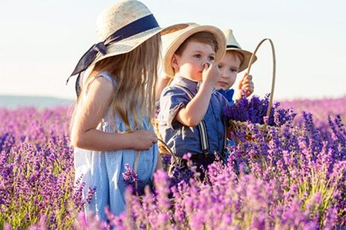 Mùa hoa oải hương Provence