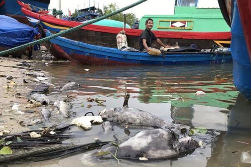 Thủy sản chết hàng loạt, người dân Phú Yên thiệt hại gần 2,5 tỷ đồng