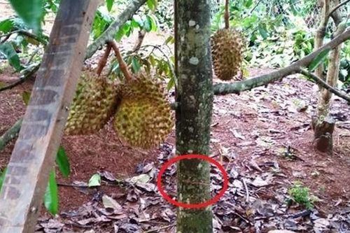 Tái diễn tình trạng phá hoại sầu riêng ở Lâm Đồng