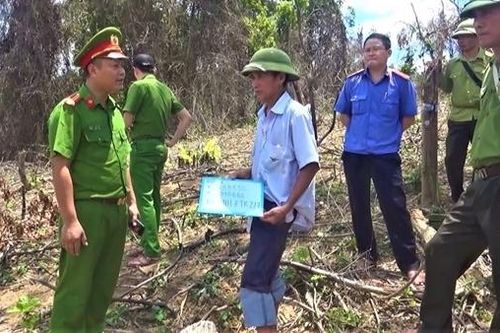 Phá rừng để trồng keo, 4 người bị khởi tố