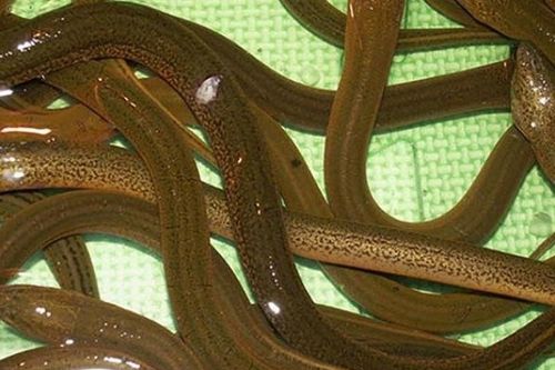 Loài đặc sản xưa là món ăn nhà nghèo, nay bán 300.000 đồng/kg