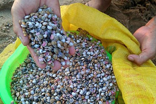 Loài đặc sản bé xíu nhiều màu sắc được ví như 'lộc trời'