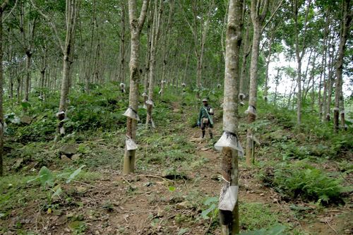 Bất cập tại 'siêu dự án' trồng cao su ở Nghệ An: Không như kỳ vọng