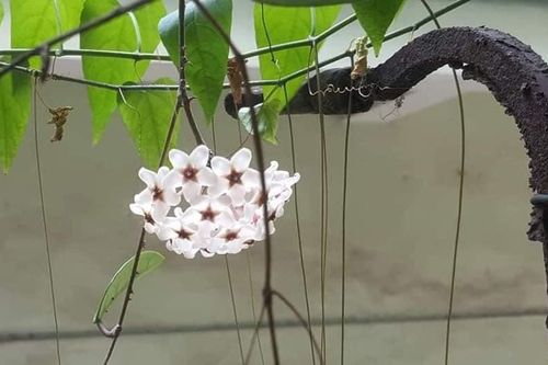 Hoa của mười năm