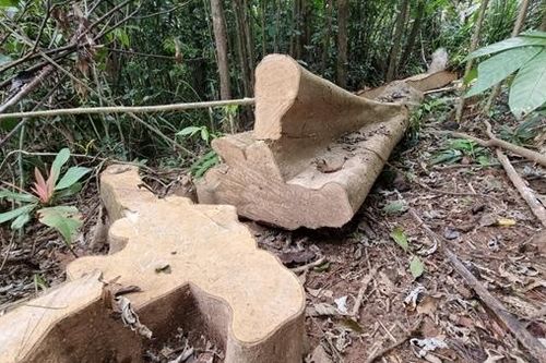 Nhiều hecta rừng ở Đakrông bị 'lâm tặc' chặt phá