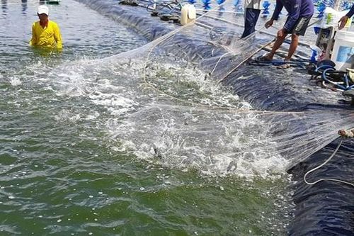 'Ông lớn' đề xuất đầu tư dự án thủy sản nghìn tỷ tại Quảng Trị
