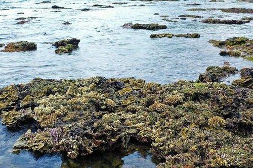 Tăng cường quản lý, bảo vệ hệ sinh thái san hô