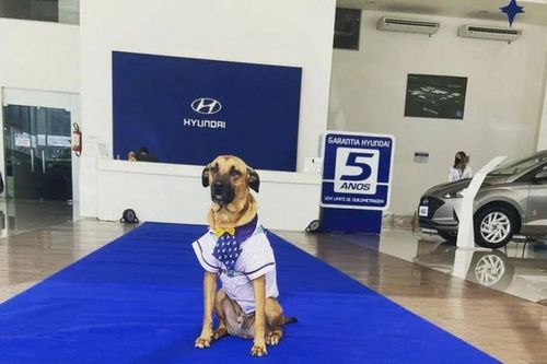 Đại lý Hyundai tuyển dụng chó hoang làm nhân viên chính thức