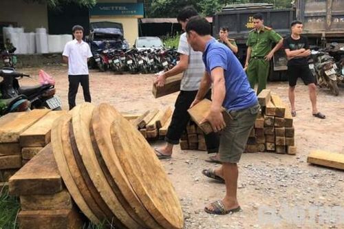 Yên Bái: Xử phạt 240 triệu đồng đối tượng mua và tàng trữ gỗ Pơ mu trái phép