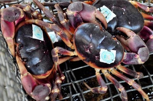 Loài cua hiếm ở VN, thơm ngon hơn cua huỳnh đế, giá 2 triệu/kg