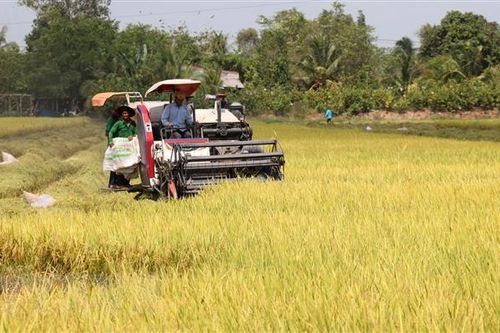 Kiên Giang dự kiến sản lượng lúa vượt kế hoạch 4,4 triệu tấn