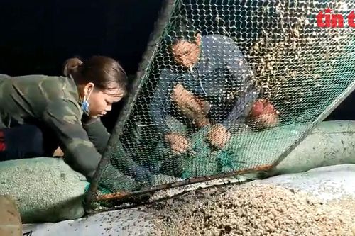 Ngư dân Đồ Sơn được mùa dắt, mỗi ngày khai thác cả tấn 'lộc biển'