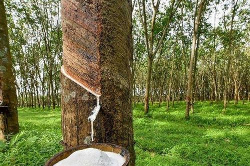 Lợi nhuận doanh nghiệp ngành cao su phân hóa trong quý II/2022