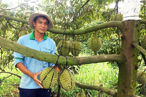 Chuyển biến từ đề án tái cơ cấu ngành nông nghiệp