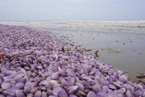 Thanh Hóa thông tin ban đầu về ngao chết hàng loạt