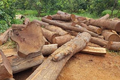 Vụ 'đột kích' xưởng gỗ nghi trái phép: Chủ nhà nói mua gỗ để xây nhà nuôi chim